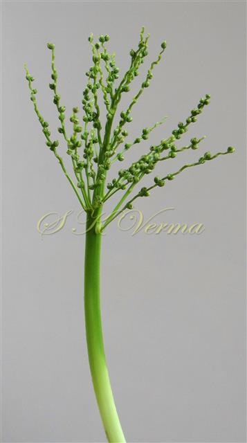  Female Inflorescence bearing flowers